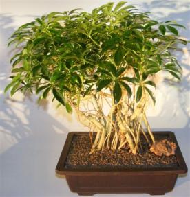 Hawaiian Umbrella Bonsai Tree <br>Banyan Style <br><i>(arboricola schefflera)</i> 
