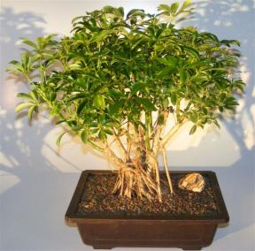 Hawaiian Umbrella Bonsai Tree <br>Banyan Style <br><i>(arboricola schefflera)</i>