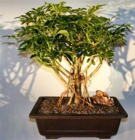 Hawaiian Umbrella Bonsai Tree <br>Banyan Style <br><i>(arboricola schefflera)</i> 