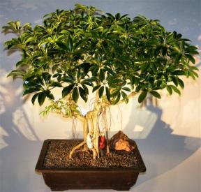 Hawaiian Umbrella Bonsai Tree <br>Banyan Style <br><i>(arboricola schefflera)</i>