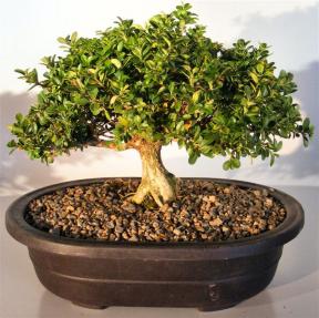 Japanese Kingsville Boxwood Bonsai Tree<br><i>(buxus microphylla compacta)</i>  