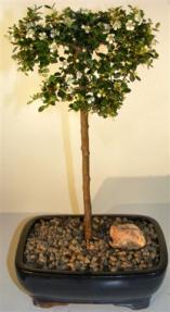 Chinese Elm Bonsai Tree<br>Straight Trunk<br><i>(ulmus parvifolia)</i>  