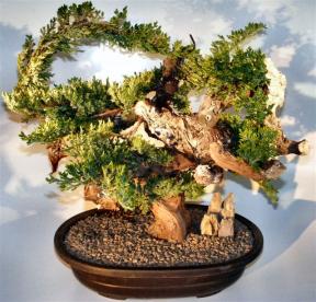 Juniper Bonsai Tree - Phoenix Graft<br><i></i>(juniper procumbens nana)       