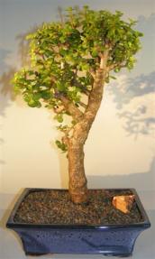 Baby Jade Bonsai Tree <br><i>(portulacaria afra)</i> 