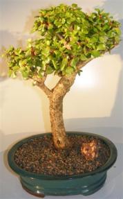 Baby Jade Bonsai Tree <br><i>(portulacaria afra)</i>