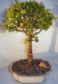 Baby Jade Bonsai Tree <br><i>(portulacaria afra)</i> 