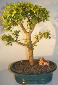 Baby Jade Bonsai Tree <br><i>(portulacaria afra)</i>