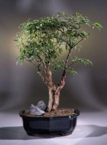 Ming Aralia Bonsai Tree<br><i>(polyscais fruitcosa)</i>