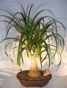 Ponytail Palm Bonsai Tree<br><i>(beaucamea recurvata)</i>  