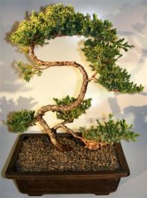 Juniper Bonsai Tree - Trained Large <br><i></i>(juniper procumbens nana)  