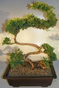 Juniper Bonsai Tree - Trained Large <br><i></i>(juniper procumbens nana)   