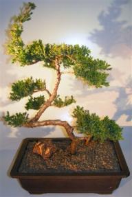 Juniper Bonsai Tree - Trained Large <br><i></i>(juniper procumbens nana)    