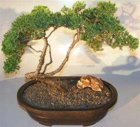 Juniper Bonsai Tree - Trained Large <br><i></i>(juniper procumbens nana)     