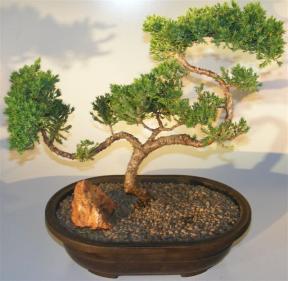 Juniper Bonsai Tree - Trained Large <br><i></i>(juniper procumbens nana)      