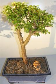 Baby Jade Bonsai Tree <br><i>(portulacaria afra)</i>