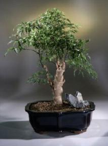 Ming Aralia Bonsai Tree<br><i>(polyscais fruitcosa)</i>