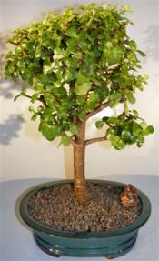 Baby Jade Bonsai Tree <br><i>(portulacaria afra)</i> 