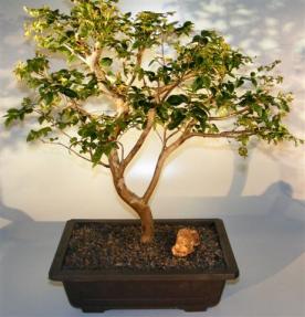 Jaboticaba Bonsai Tree<br><i>(eugenia cauliflora)</i>  