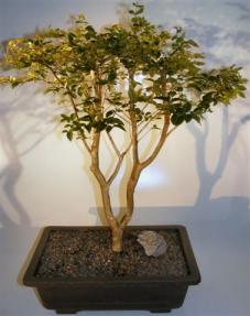 Jaboticaba Bonsai Tree<br><i>(eugenia cauliflora)</i>   