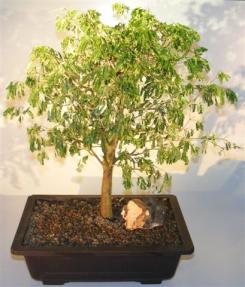 Flowering Brazilian Raintree Bonsai Tree<br><i>(pithecellobium tortum)</i> 