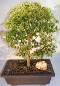 Flowering Brazilian Raintree Bonsai Tree<br><i>(pithecellobium tortum)</i>   