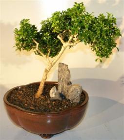 Japanese Kingsville Boxwood Bonsai Tree<br><i>(buxus microphylla compacta)</i>    