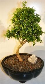 Japanese Kingsville Boxwood Bonsai Tree<br><i>(buxus microphylla compacta)</i>      