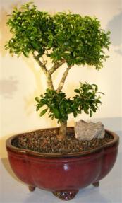 Japanese Kingsville Boxwood Bonsai Tree<br><i>(buxus microphylla compacta)</i>        