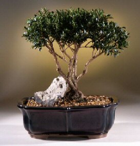 Brush Cherry Bonsai Tree<br><i>(eugenia myrtifolia)</i>