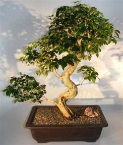 Flowering Ligustrum Bonsai Tree<br>Curved Trunk & Tiered Branching Style<br><i>(ligustrum lucidum)</i> 