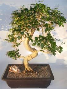 Flowering Ligustrum Bonsai Tree<br>Curved Trunk & Tiered Branching Style<br><i>(ligustrum lucidum)</i>  