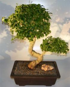 Flowering Ligustrum Bonsai Tree<br>Curved Trunk & Tiered Branching Style<br><i>(ligustrum lucidum)</i>   