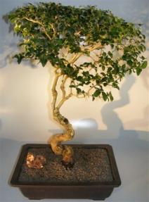 Flowering Ligustrum Bonsai Tree<br>Curved Trunk & Tiered Branching Style<br><i>(ligustrum lucidum)</i>    