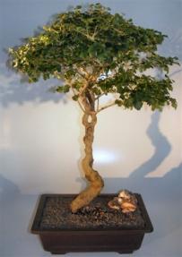 Flowering Ligustrum Bonsai Tree<br>Curved Trunk & Tiered Branching Style<br><i>(ligustrum lucidum)</i>     