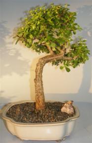 Baby Jade Bonsai Tree <br><i>(portulacaria afra)</i>