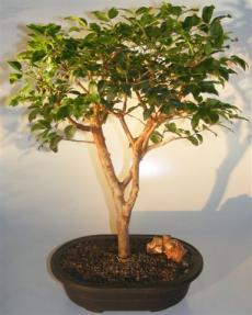 Jaboticaba Bonsai Tree<br><i>(eugenia cauliflora)</i>     