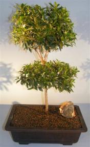 Flowering Brush Cherry Bonsai Tree <br>