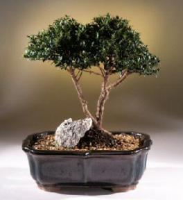 Brush Cherry Bonsai Tree<br><i>(eugenia myrtifolia)</i>