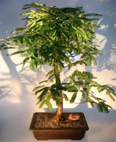 Flowering Tamarind Bonsai Tree <br>(tamarindus indica)</i>         