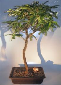 Flowering Tamarind Bonsai Tree <br>(tamarindus indica)</i>          