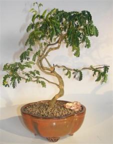 Flowering Brazilian Raintree Bonsai Tree<br>S Shape<br><i>(pithecellobium tortum)</i>     