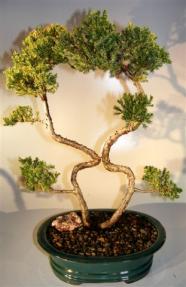 Juniper Bonsai Tree - Trained Large <br><i></i>(juniper procumbens nana)