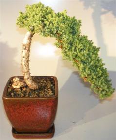 Juniper Bonsai Tree Cascade<br><i>(juniper procumbens nana)</i> 