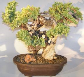 Juniper Bonsai Tree - Phoenix Graft<br><i></i>(juniper procumbens nana)       