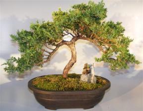 Juniper Bonsai Tree Cascade with Stone Figurine<br><i>(juniper procumbens nana)</i>     