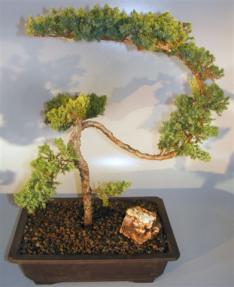 Juniper Bonsai Tree - Trained Large <br><i></i>(juniper procumbens nana)   