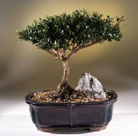 Brush Cherry Bonsai Tree<br><i>(eugenia myrtifolia)</i>