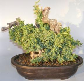 Juniper Bonsai Tree - Phoenix Graft<br><i></i>(juniper procumbens nana)     