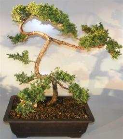 Juniper Bonsai Tree - Trained Large <br><i></i>(juniper procumbens nana)    