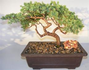 Juniper Bonsai Tree - Trained Large <br><i></i>(juniper procumbens nana)     